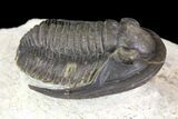 Cornuproetus Trilobite Fossil On Pedestal of Limestone #140804-3